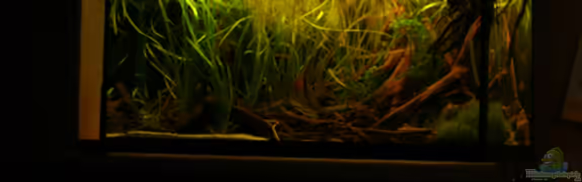 112 Südamerika,N von Cichlid Power