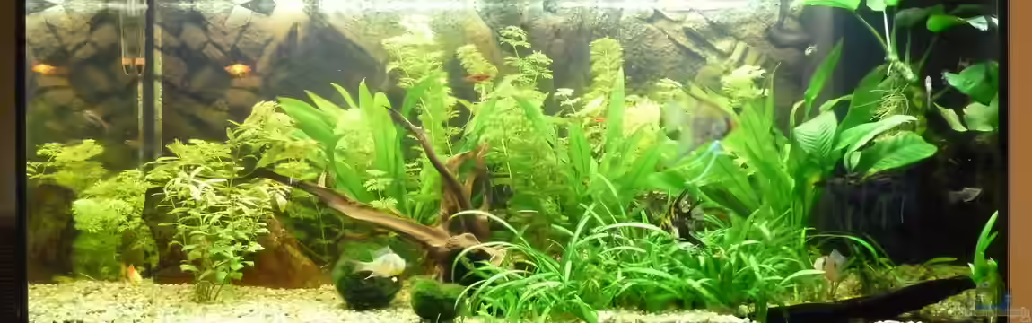 180L Gesellschaftsbecken von Jan Marc