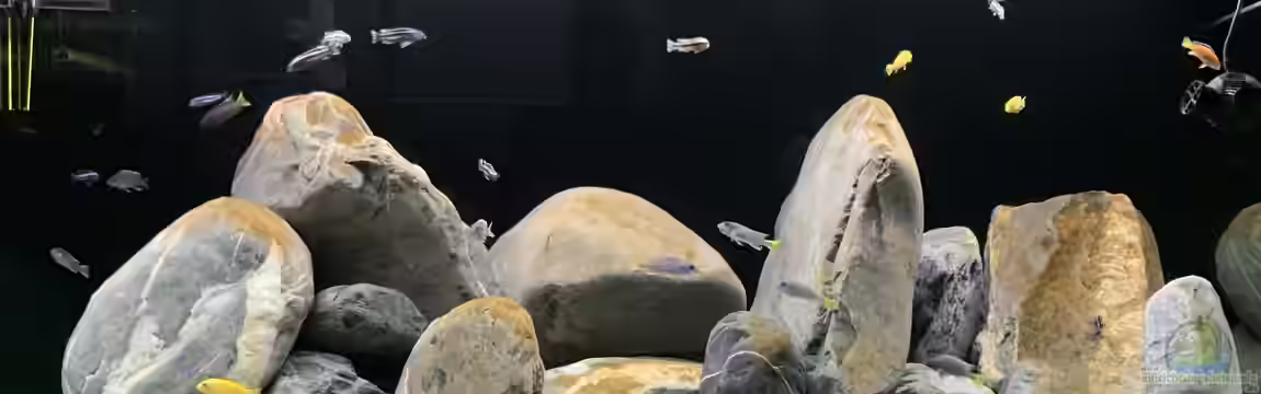 1st Mbuna Tank von Fäbi_CH