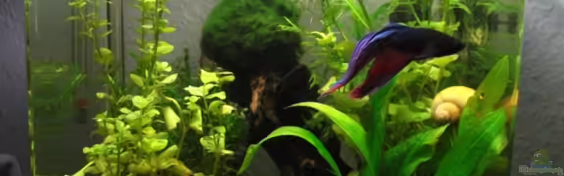 20 L Dennerle Nano Cube von z0oL