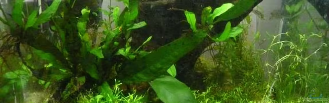20 L Nano Cube von Dana