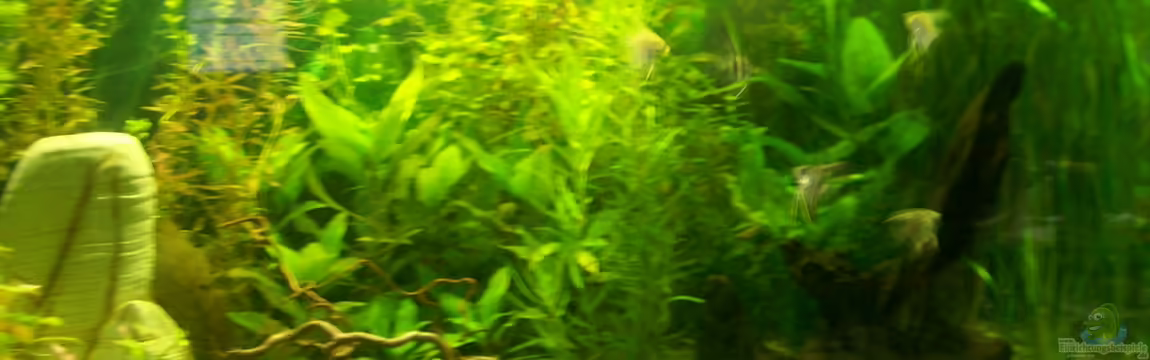 200L Urwald von Lulu