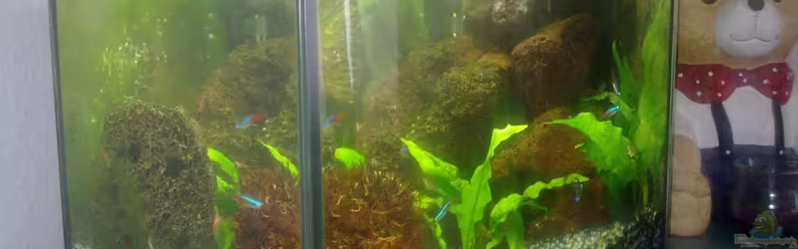 20er Nano-Neon von Fischer vom Bodensee