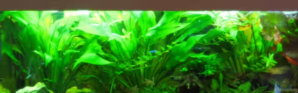 240 Liter Südamerika Gesellschaftsaquarium von Sky1706