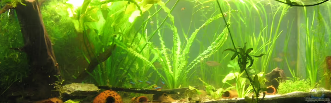 250l im Wohnzimmer von chrisi01