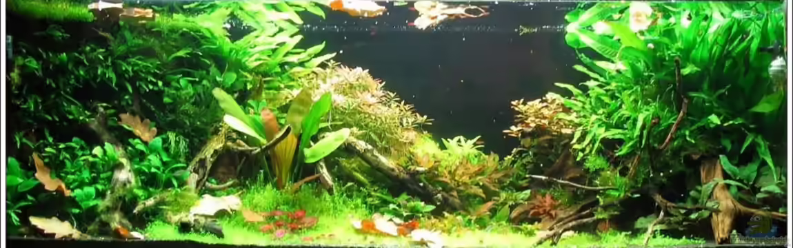 340l Asiatische Zwerge (Existiert nicht mehr!) von -serok-