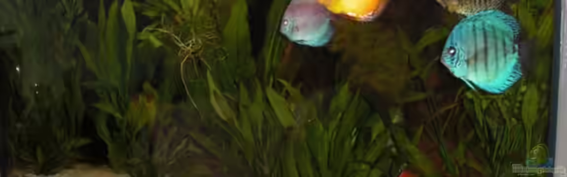 360L - Diskus (nur noch als Beispiel) von Amazonasbecken.eu