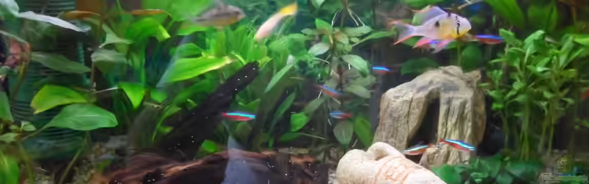 54 liter Gesellschaftsbecken von McCena