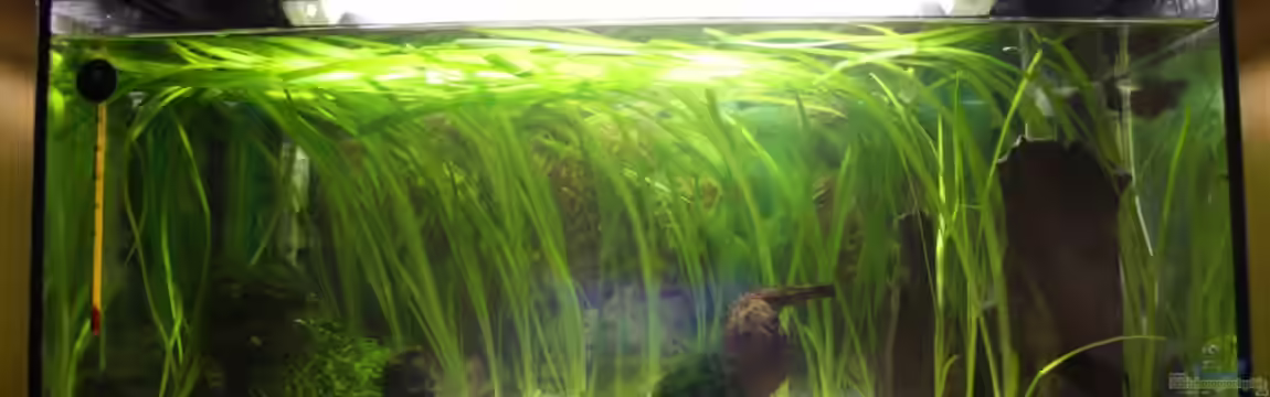 54l Aquarium von Gerrit