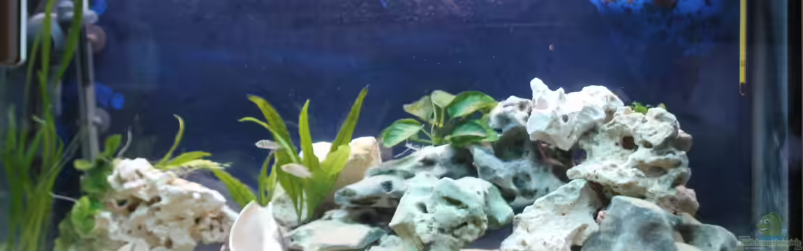 Altolamprologus Gombe red Tanganjika von fisch