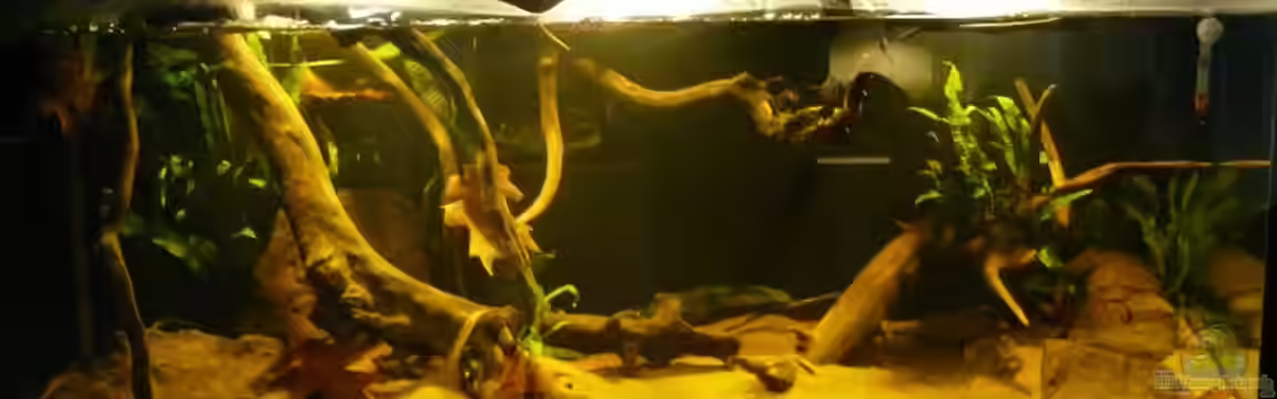 Amazonas Aufzucht (aufgelöst) von Zigermandli