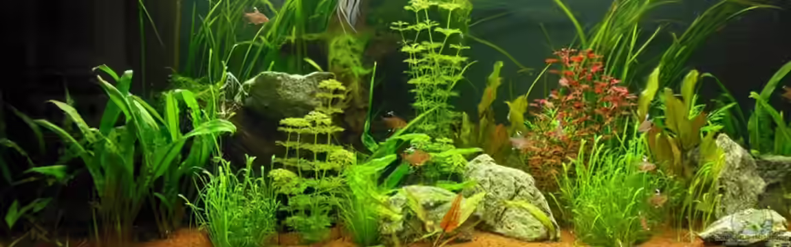 Amazonas Dream von Bandito76