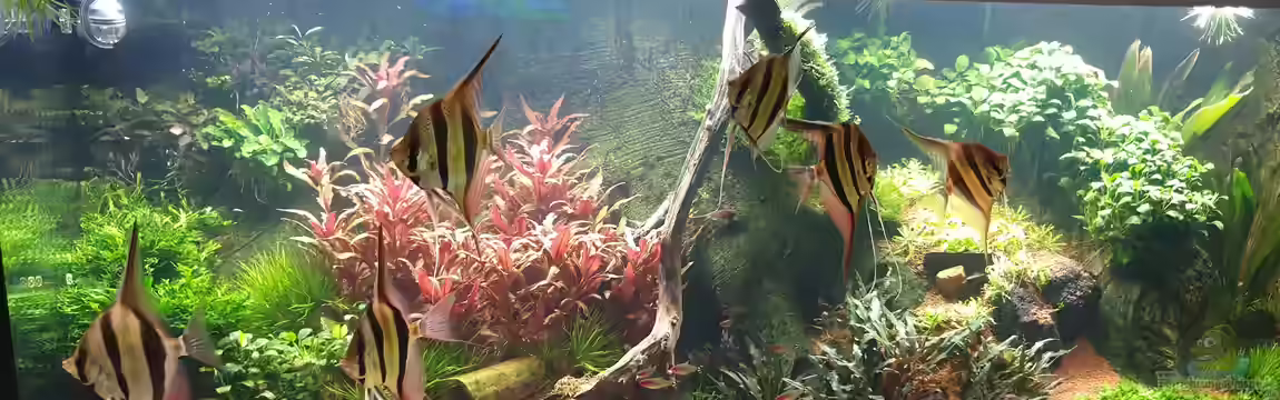 Amazonas in Haan von tripledad