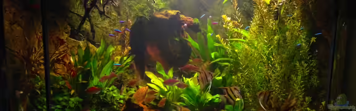 Amazonas in the Corner von Michel