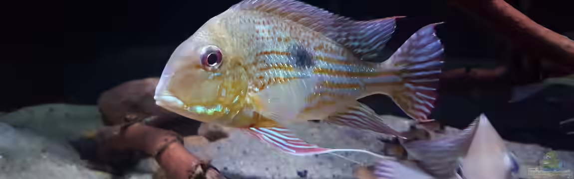 Amazonas klarwasser Biotop von Südamerika Aquanaut