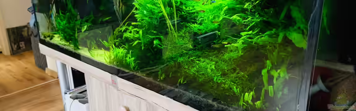 Amazonas "nur noch Beispiel abgebaut 10/21" von signo