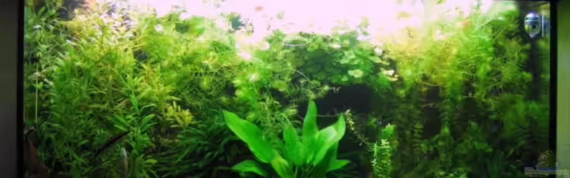 Amazonas von Aquarium-Bochum