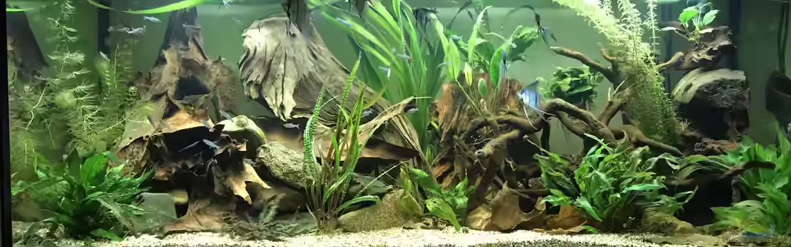 Amazonas-Welsbecken von MaFu