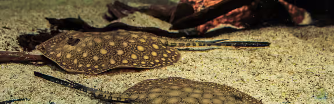 Amazonasufer von AmazonasFelix