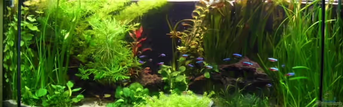 Andy`s aquarium von *Andy*