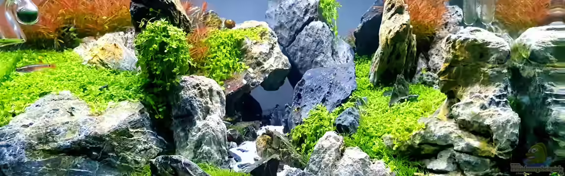 Another World von similis