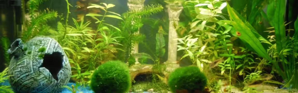 Antikes Garnelenaquarium^^ von Julia