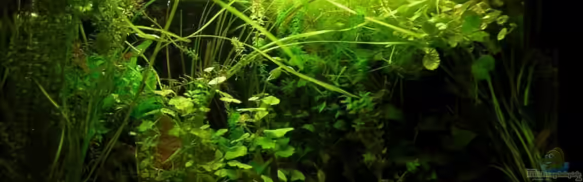 Antjes Aqua von Antje und Daniel