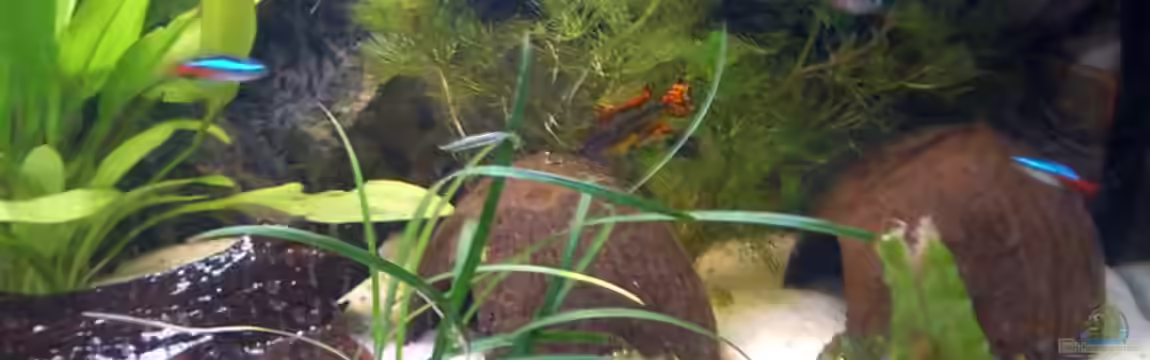 Apistogramma Cacatuoides Zuchtbecken von SouthAmerican