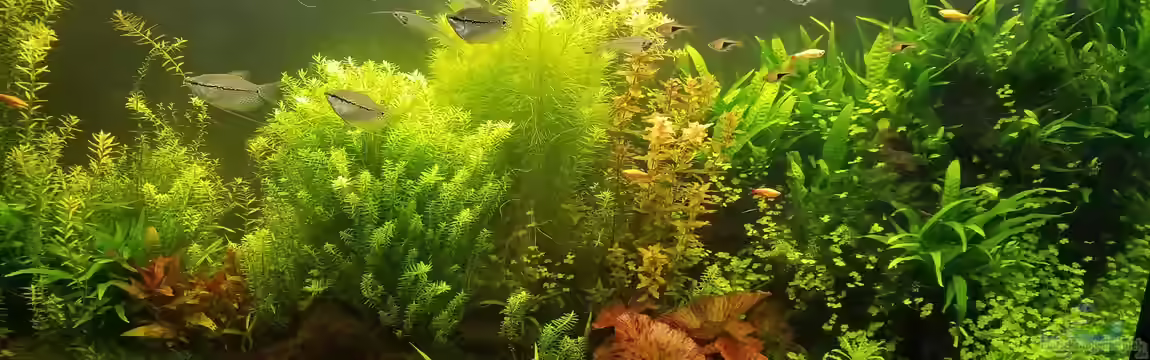 Aquarienfreunde Gütersloh von Smo