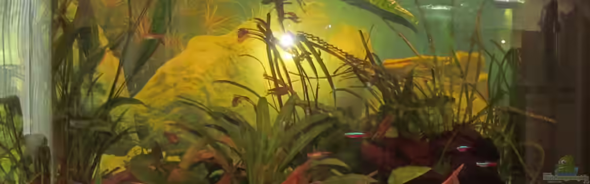 Aquarium Juwel Vision 180 von Aqua_Art_Krefeld