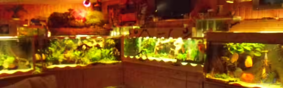 Aquariumanlage Diskus & mehr Becken 16219 von Ulrich Sauerhering