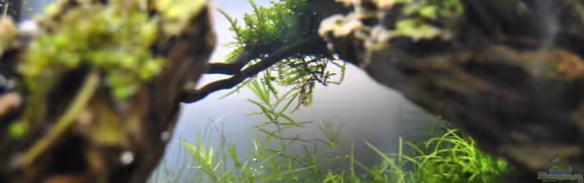 Aquascape 1 von Helle