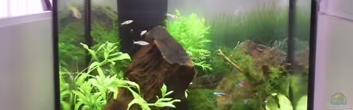 Aquascape-Auftrag von pat333