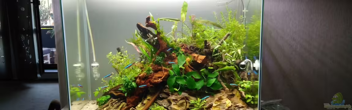 Aquascape Jungle Time by Shiro13 von Shiro13