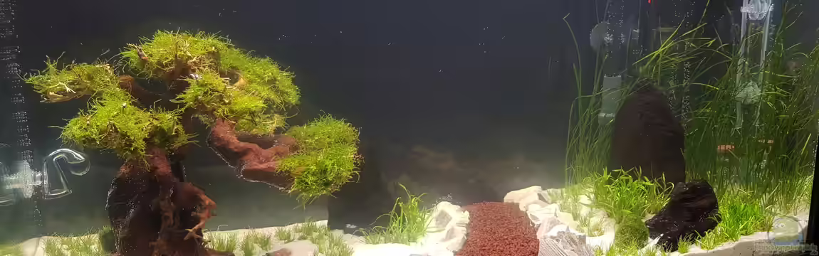 Aquascape-Projekt von Dancinlutin