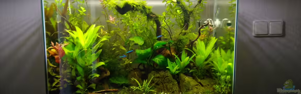 Aquascaping - Missglückt nur zur Ansicht von Shiro13