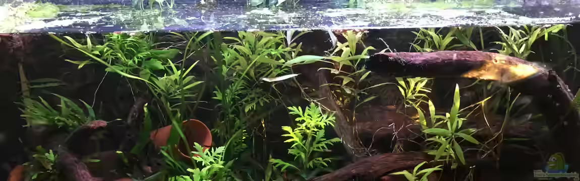 Artenbecken für Channa spec. "Red Fin" von Harald Kästner