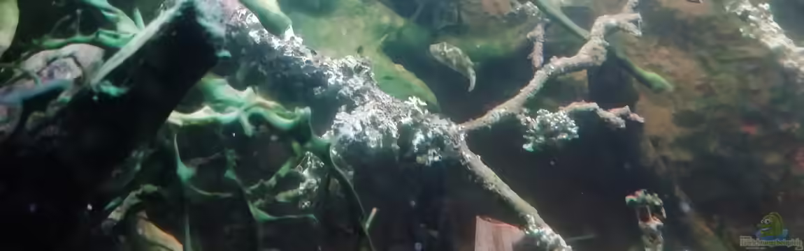 Asian Puffer von - Stephen -