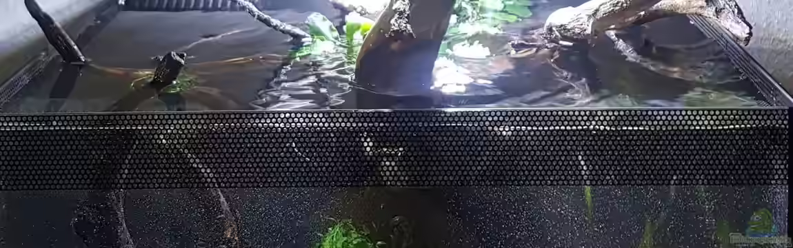 Asiatisches Natur Aquarium von JalaRoki