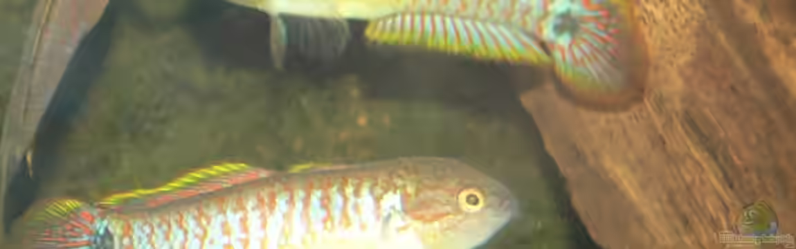 Asiatisches Ufer von derflo