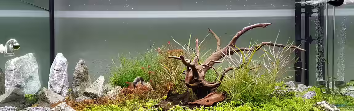 Asien // Rotola von Glidezilla