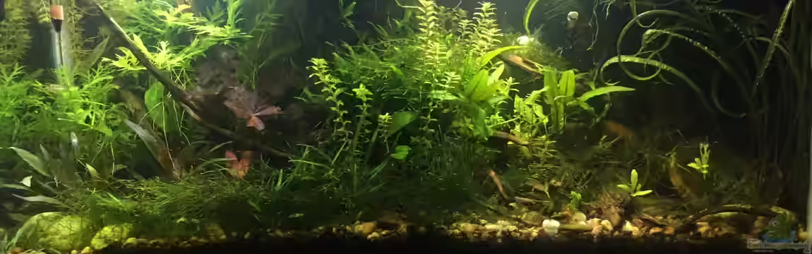 Asienbecken "Badis ruber" von Harald Kästner