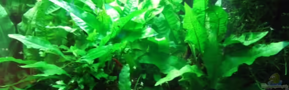 Asienbecken mit Boraras urophthalmoides von Kuller