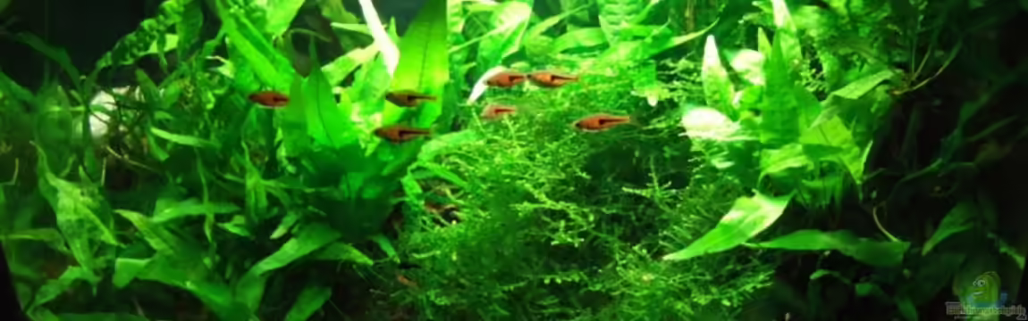 Asienbecken mit Trigonostigma espei von Kuller
