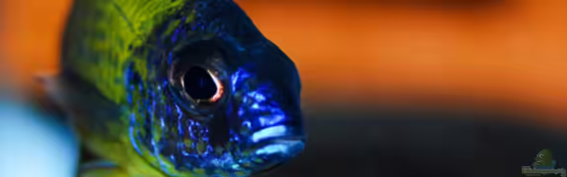 Aulonocara Artbecken von Cichlid Power