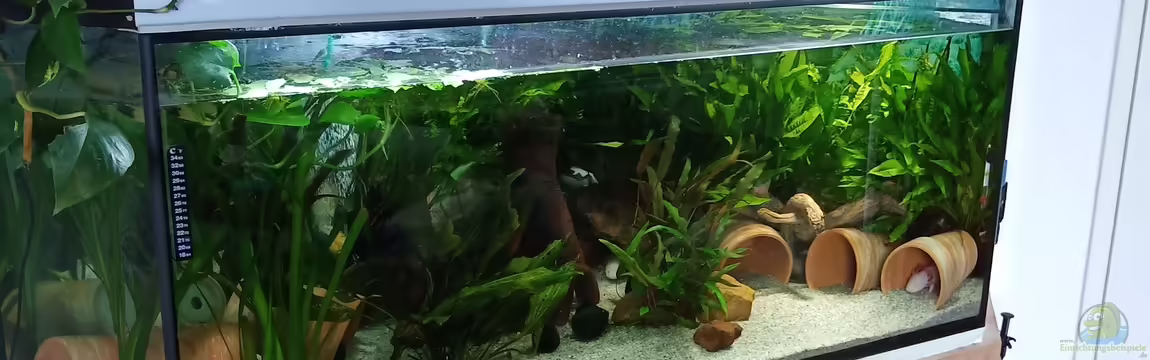 Axolotl Eckaquarium von Tanja Tilsner