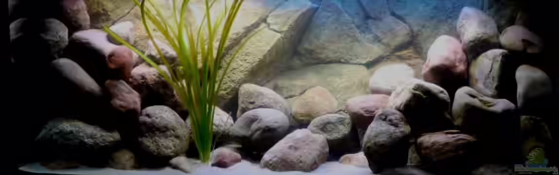 Becken 13000 von Chimbwe
