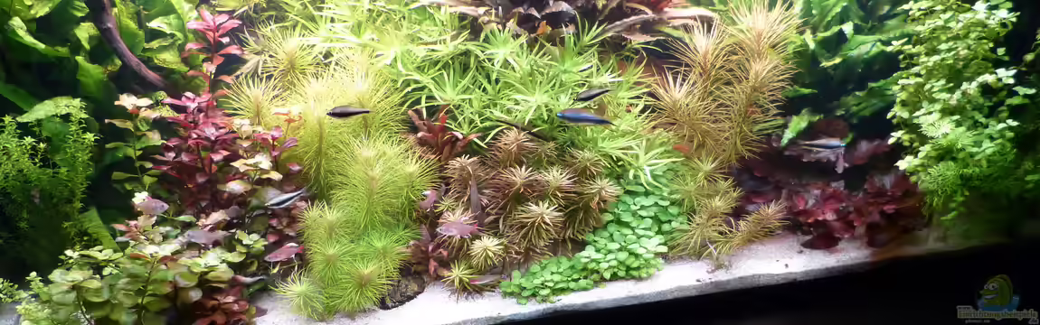 Becken 19239 von big koi