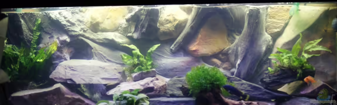 Becken 200l Malawi nur noch als Beispiel von Stony