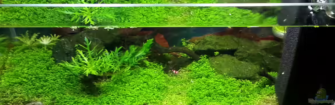Becken 31169 von SK Aquarienleben